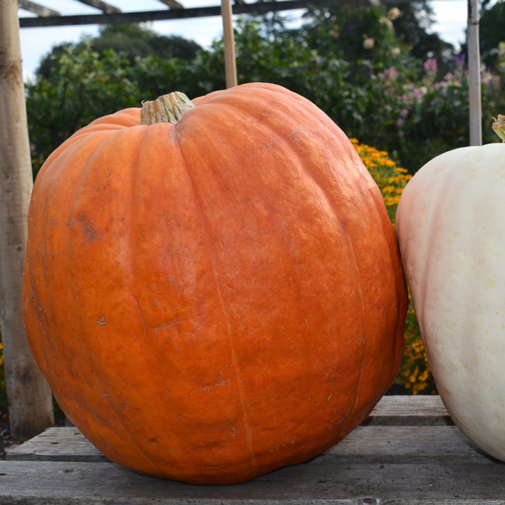 Pumpkin Atlantic Giant - Vilmorin Seeds