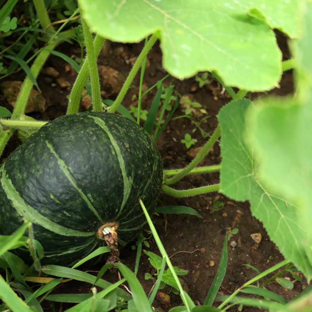 Squash Green Hokkaido - Ferme de Sainte Marthe Seeds