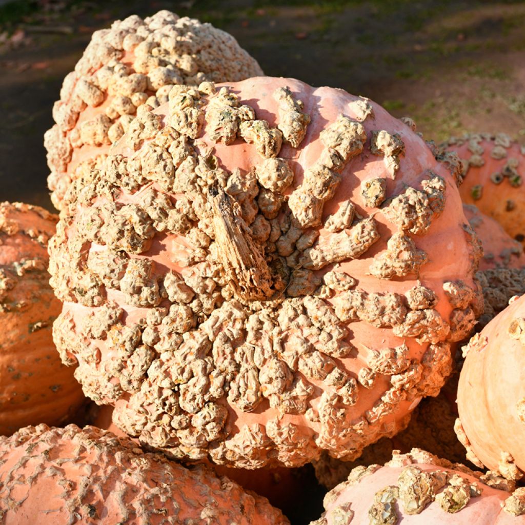 Winter squash Galeuse dEysines - Vilmorin Seeds