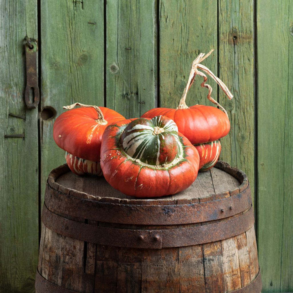 Squash Turks Turban - Ferme de Sainte Marthe Seeds