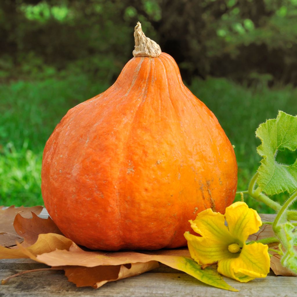 Squash Potimarron - Ferme de Sainte Marthe Seeds