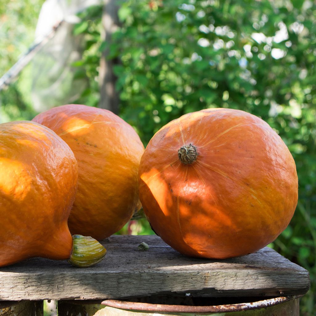 Red Kabocha Squash - Uchiki Kuri