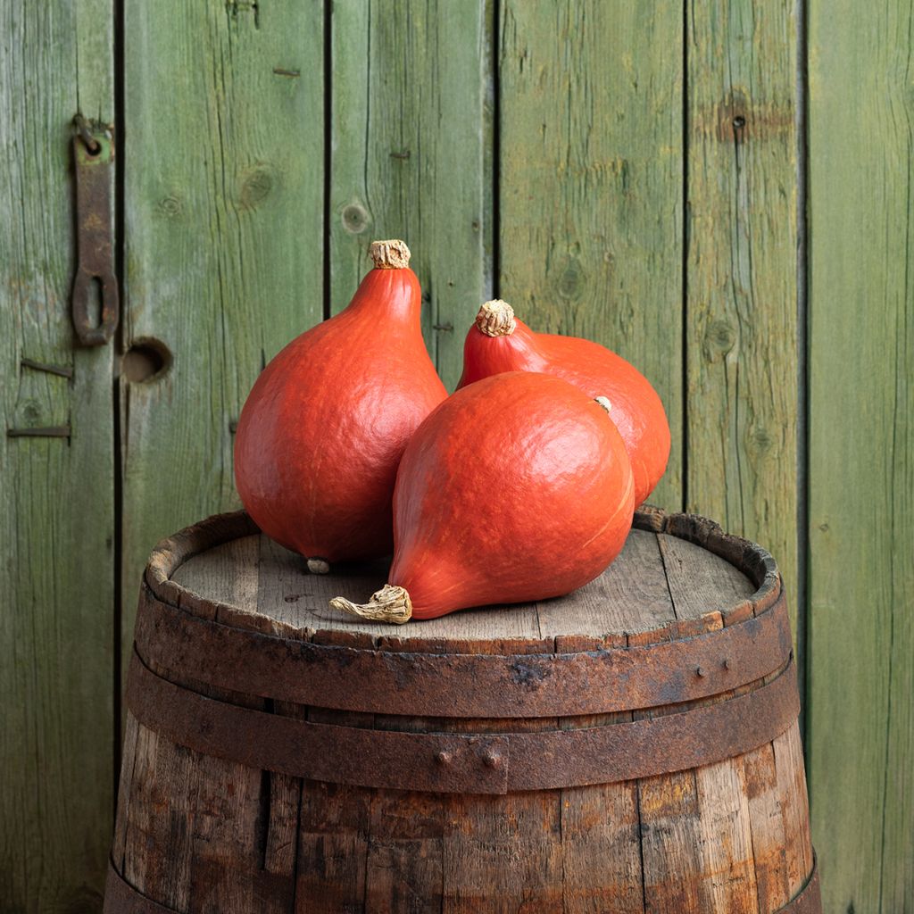 Red Kabocha Squash - Uchiki Kuri