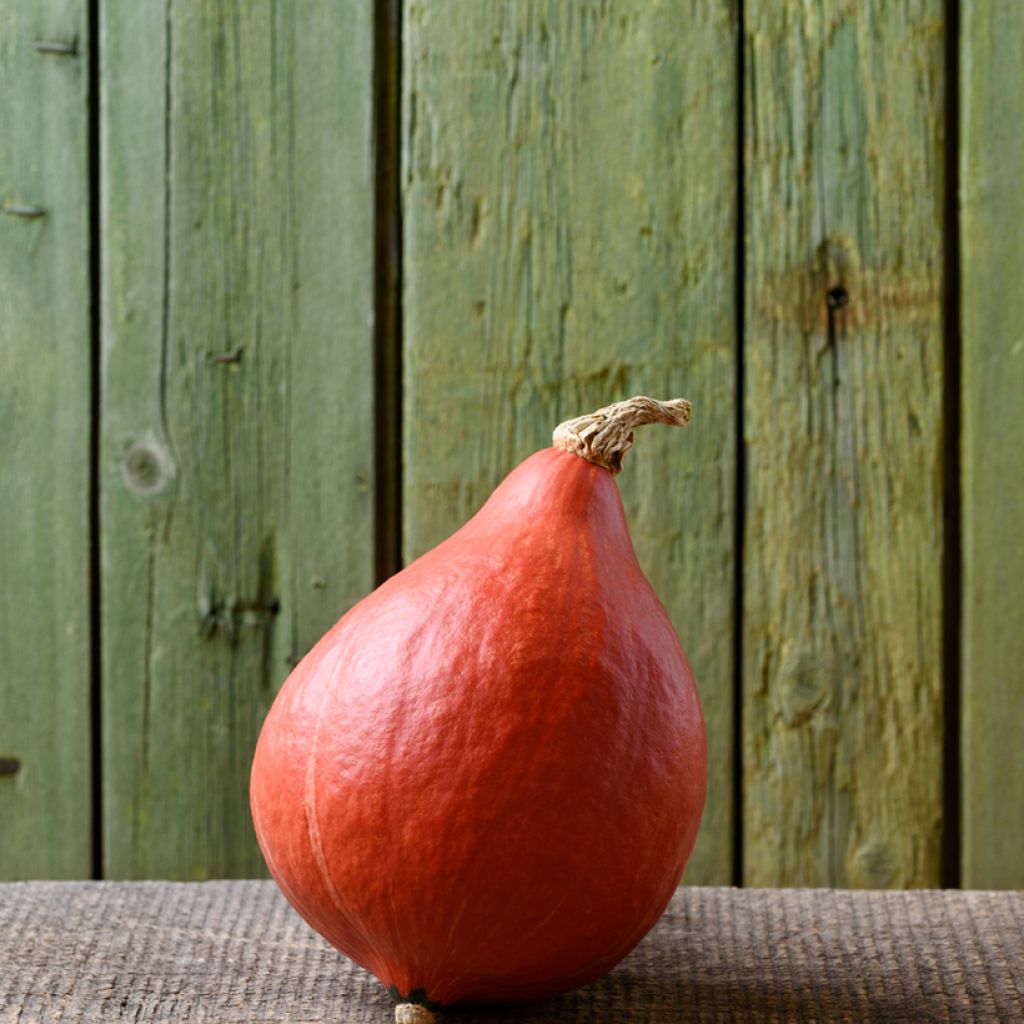 Red Kabocha Squash - Uchiki Kuri