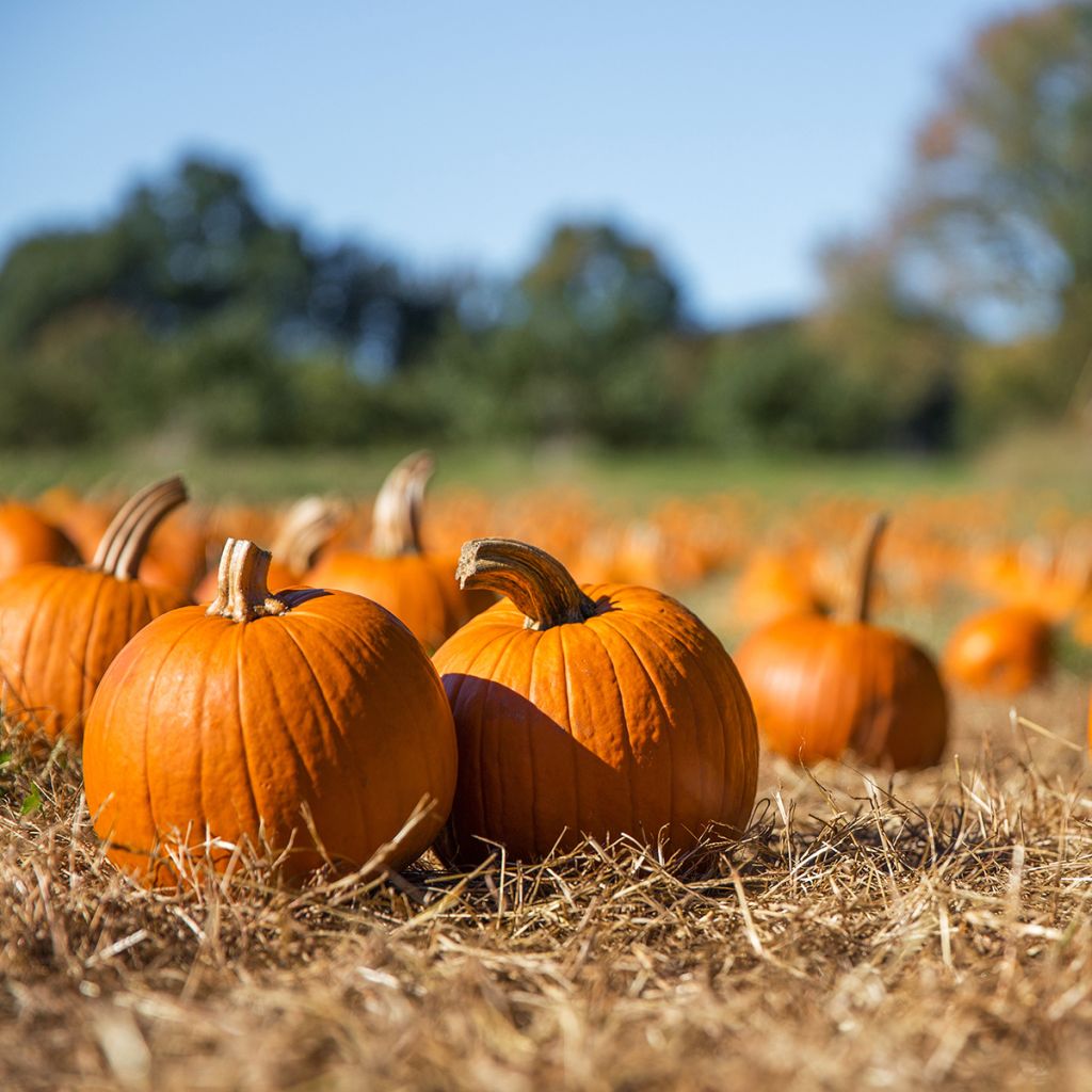 Halloween Pumpkin Jack O'Lantern - Cucurbita pepo