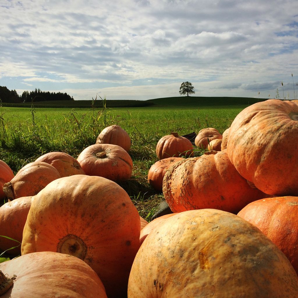 Halloween Pumpkin Jack O'Lantern - Cucurbita pepo