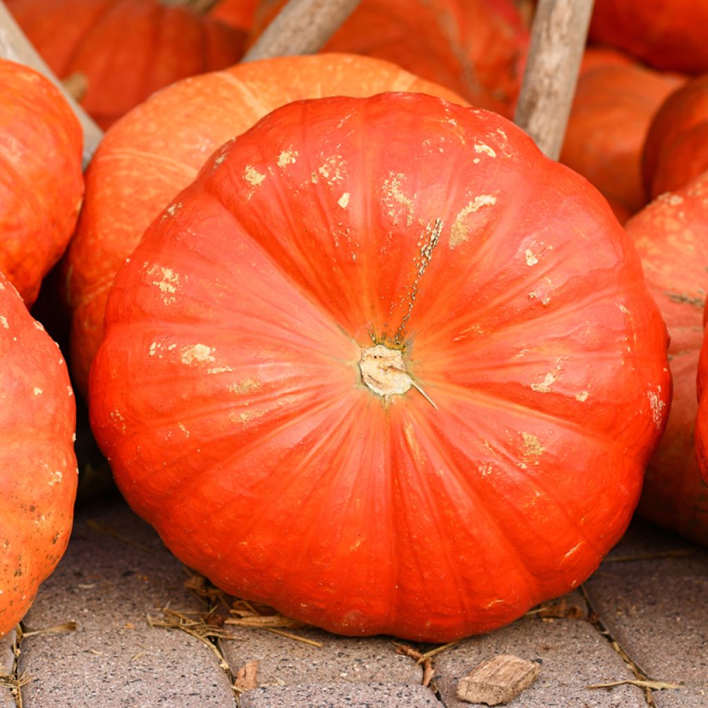 Pumpkin Rouge Vif d'Etampes organic seeds