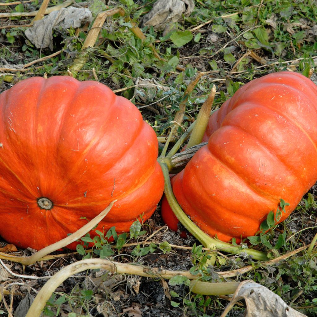 Pumpkin Rouge Vif d'Etampes organic seeds