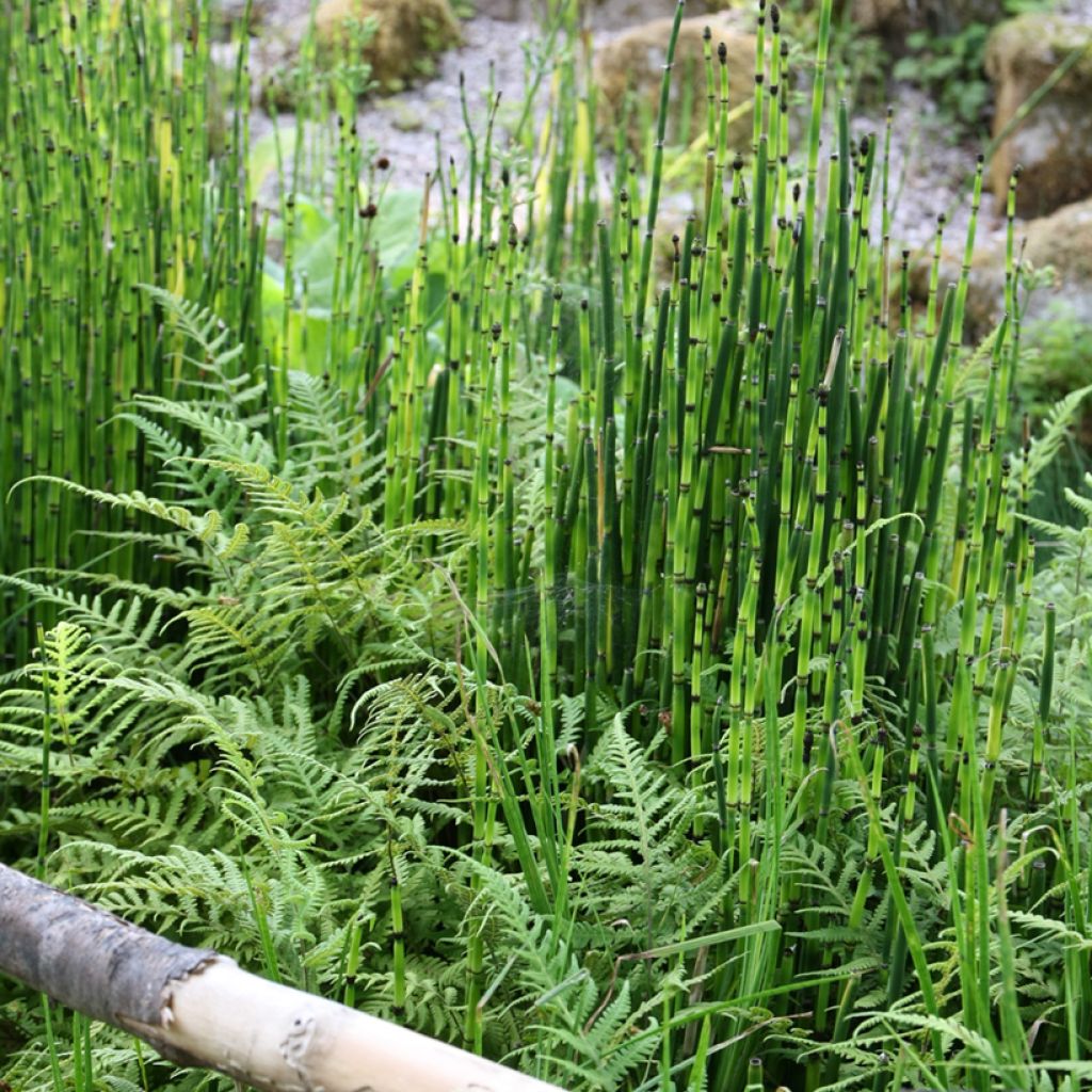 Equisetum hyemale