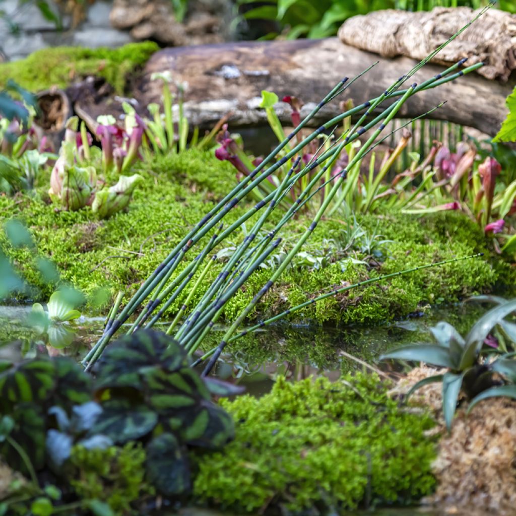 Equisetum hyemale