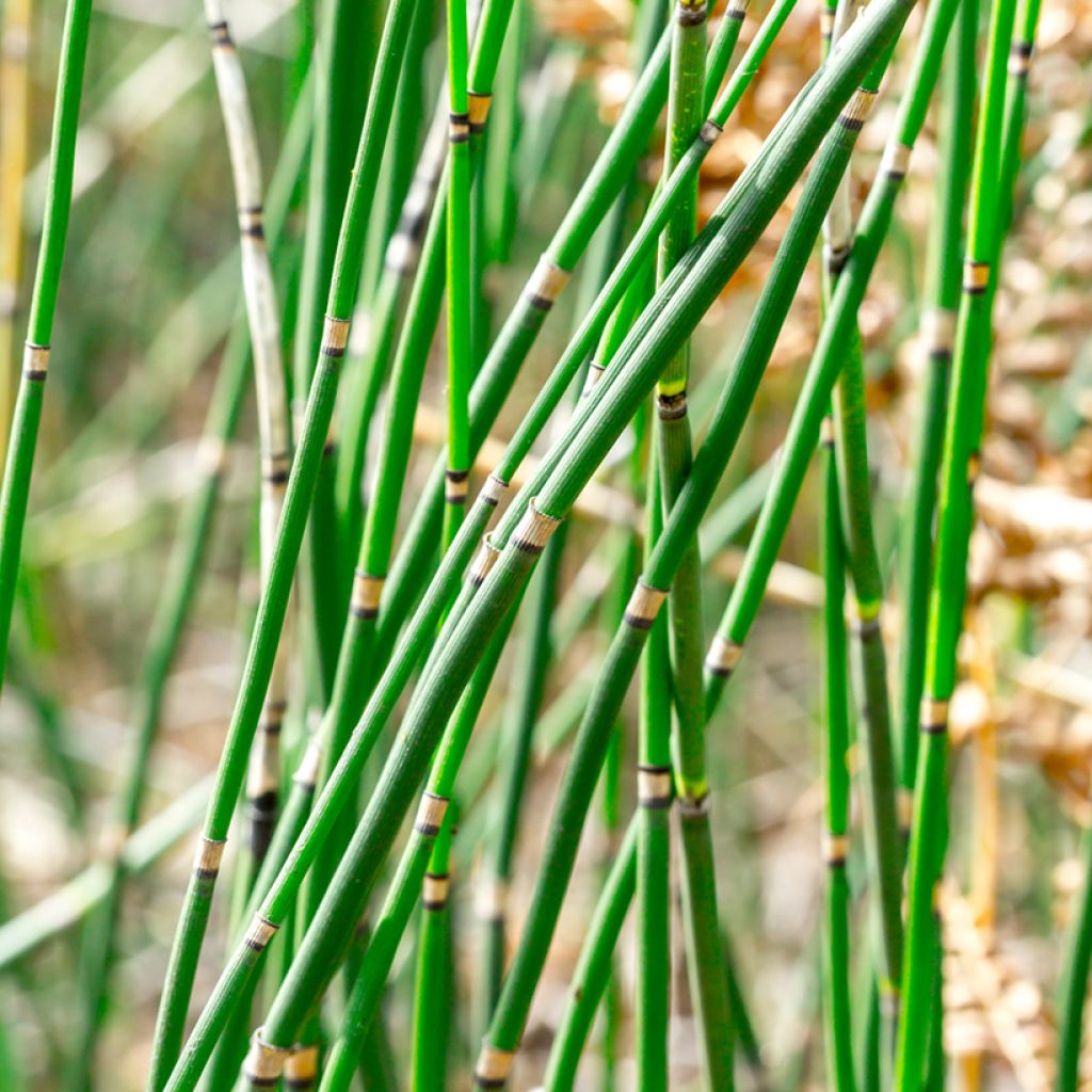 Equisetum hyemale