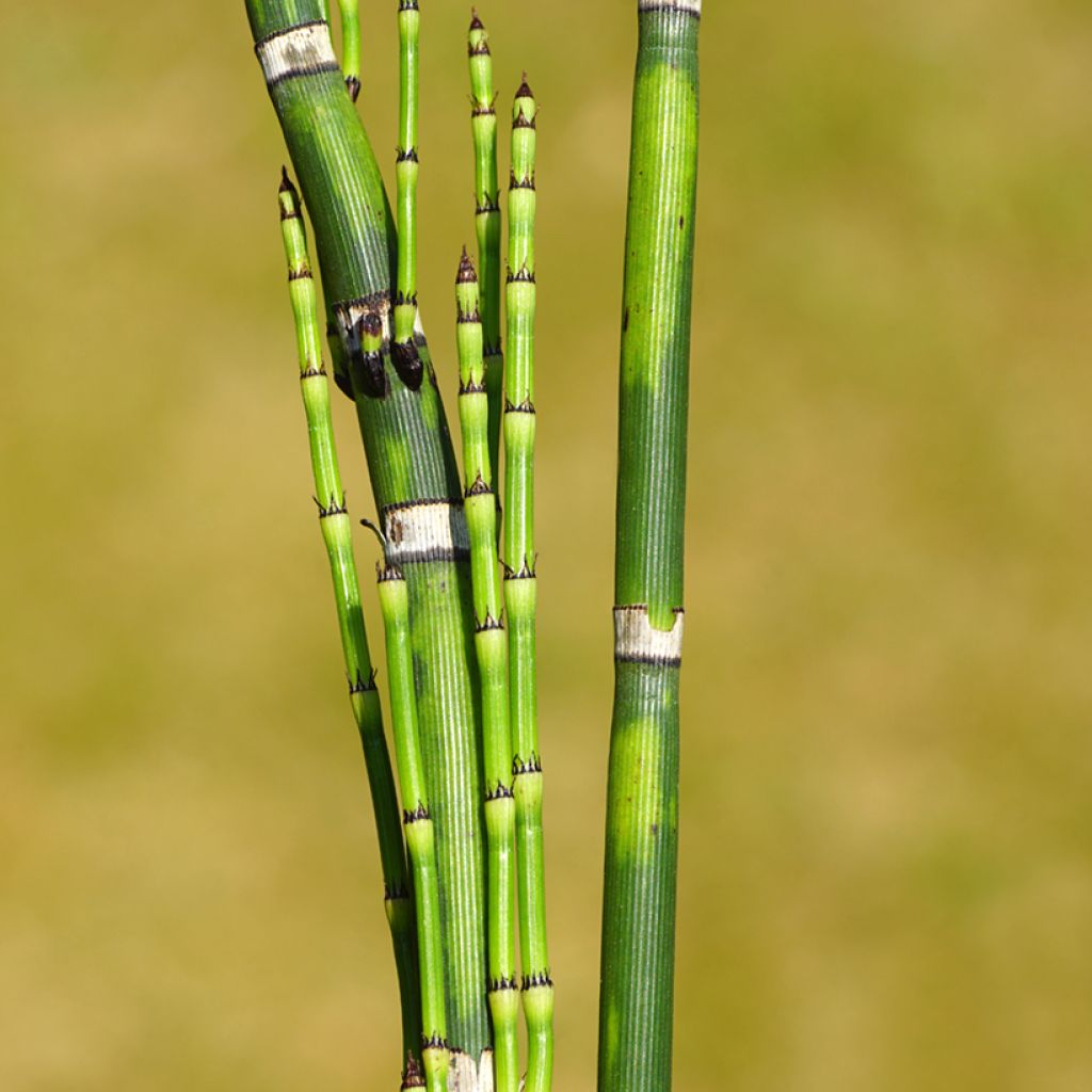 Equisetum hyemale