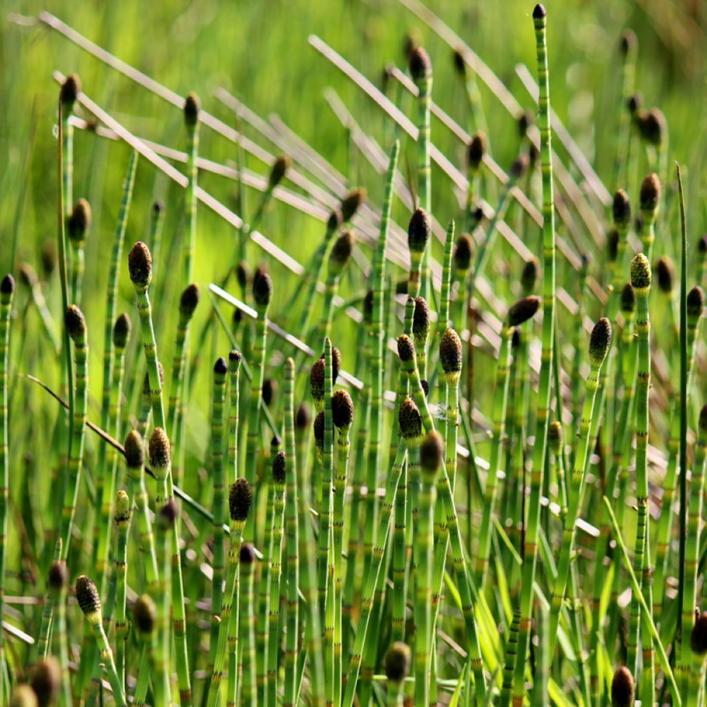 Prêle des rivières - Equisetum fluviatile