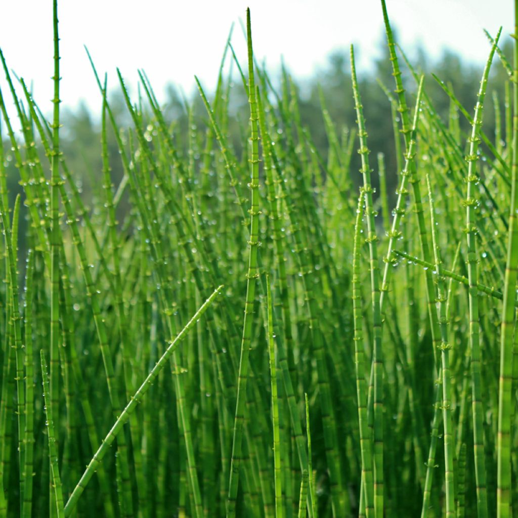 Equisetum scirpoides