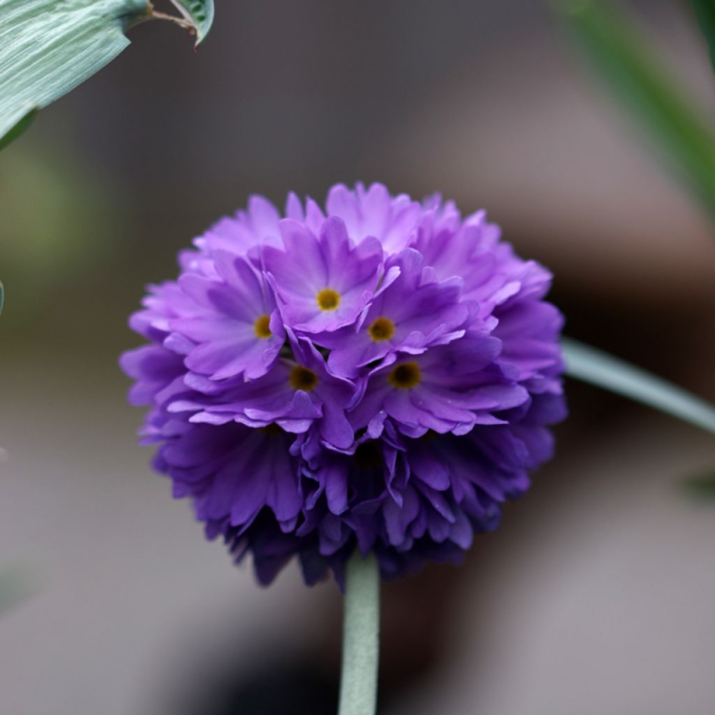 Primula denticulata Cashmeriana - Primrose