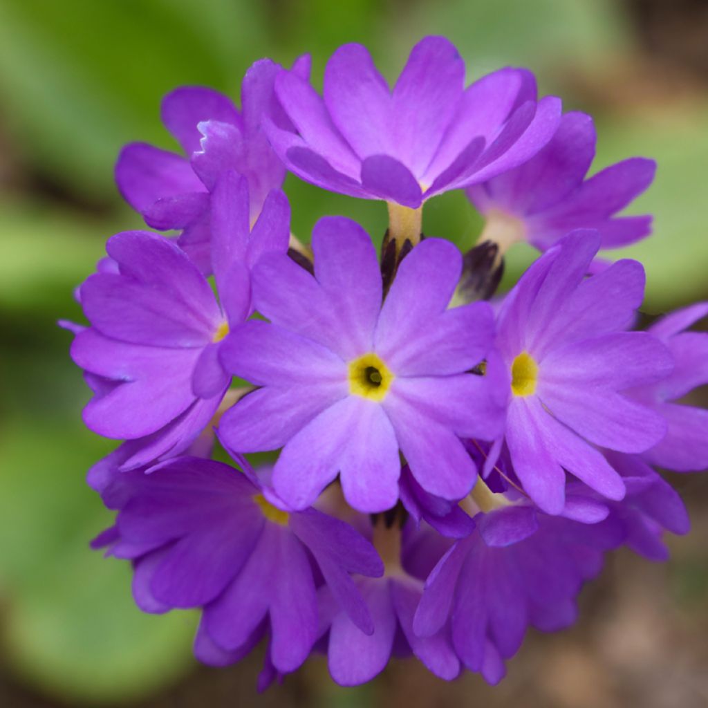 Primula denticulata Cashmeriana - Primrose