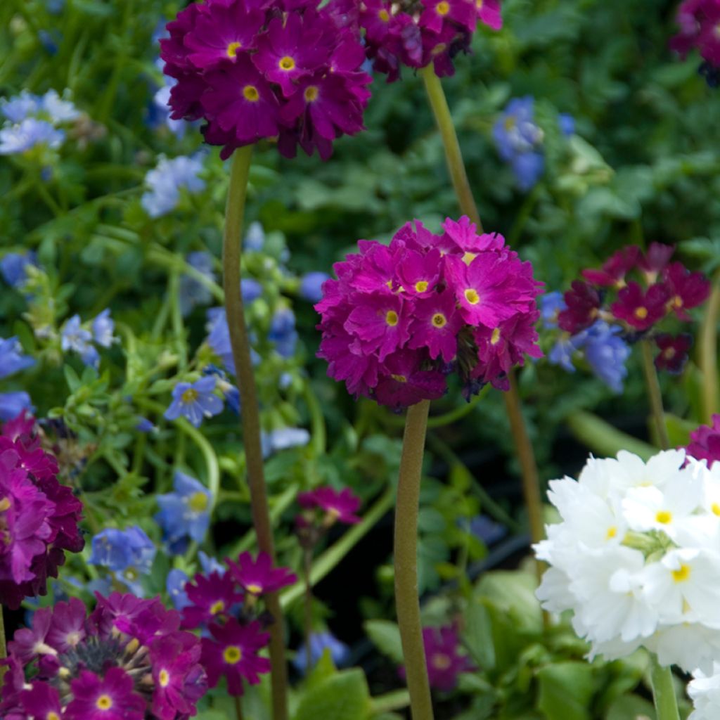 Primula denticulata Rubin - Primrose