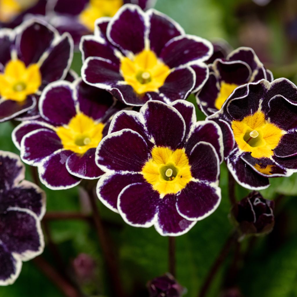 Primula Black Laced - Oxlip