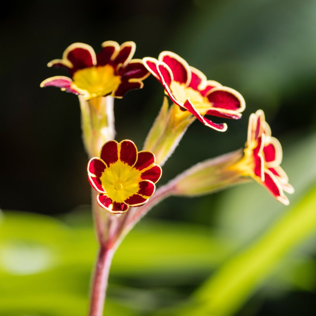 Primula Mister Gold Laced - Oxlip