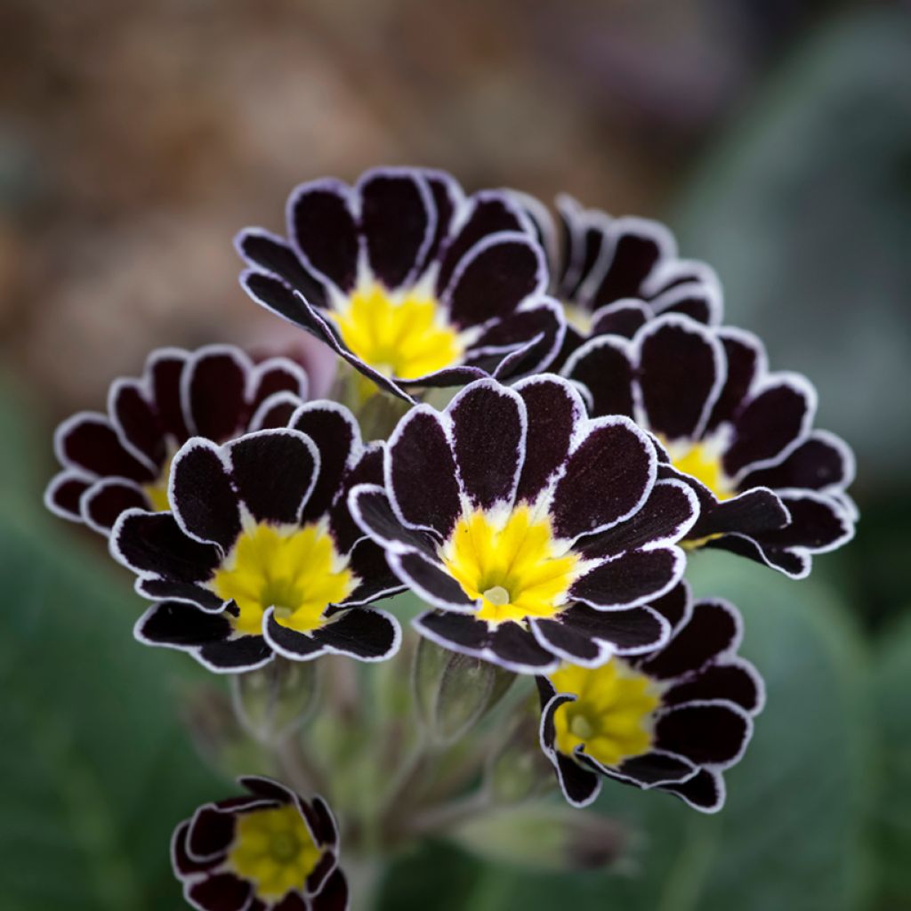 Primula Mister Silver Laced - Oxlip