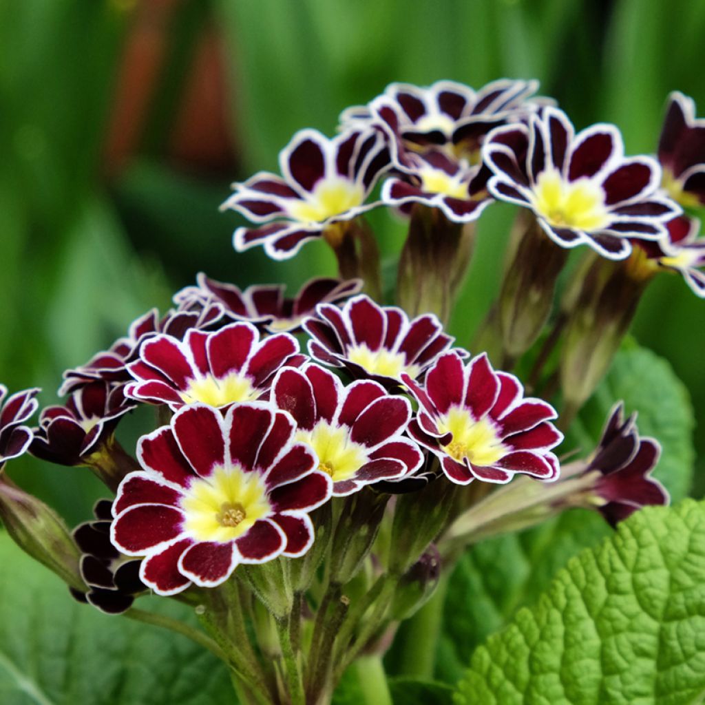 Primula eliator Victoriana Silver Lace Black - Oxlip