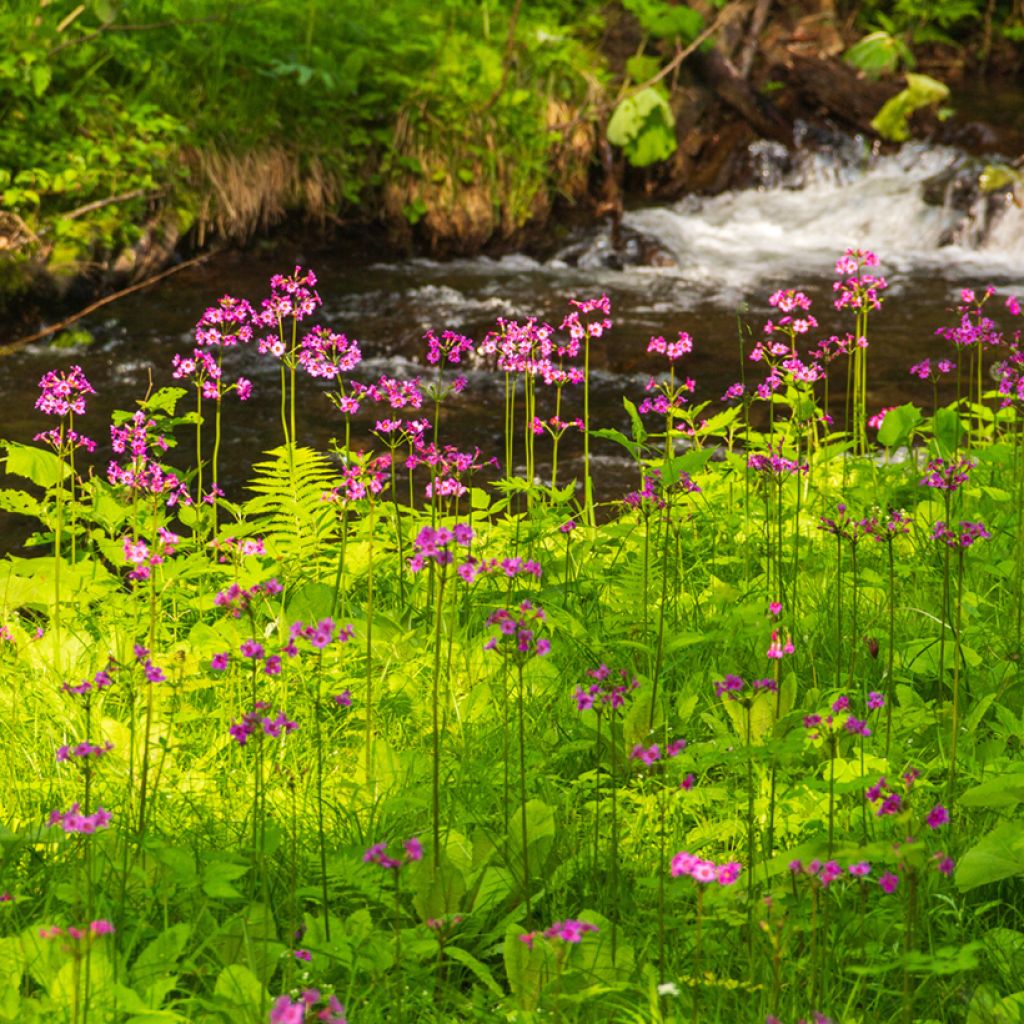 Primula japonica - Japanese Primrose