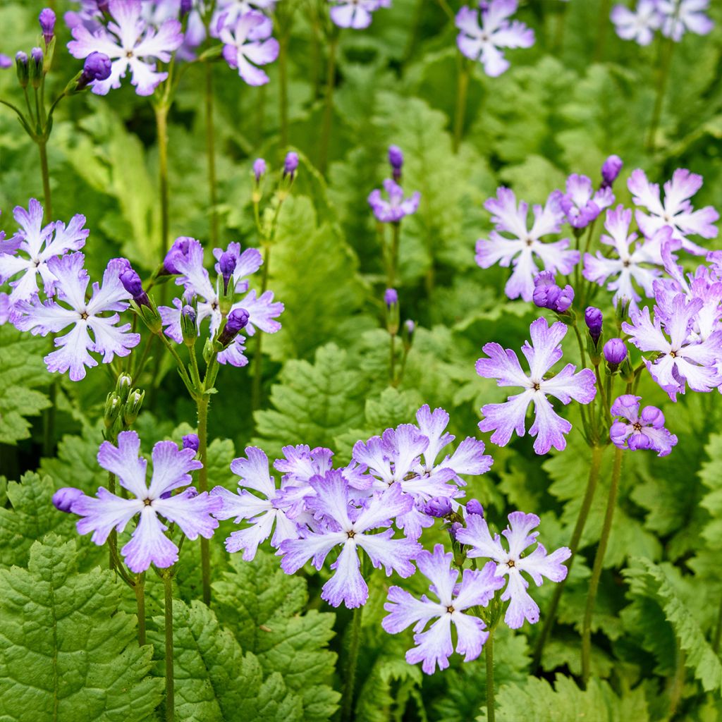 Primevère, Primula sieboldii Dancing Ladies