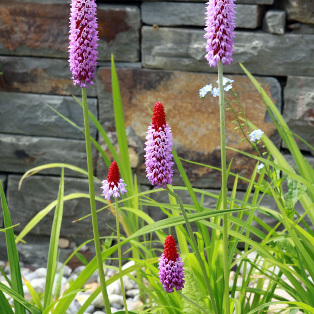 Primula vialii - Vial's Primrose