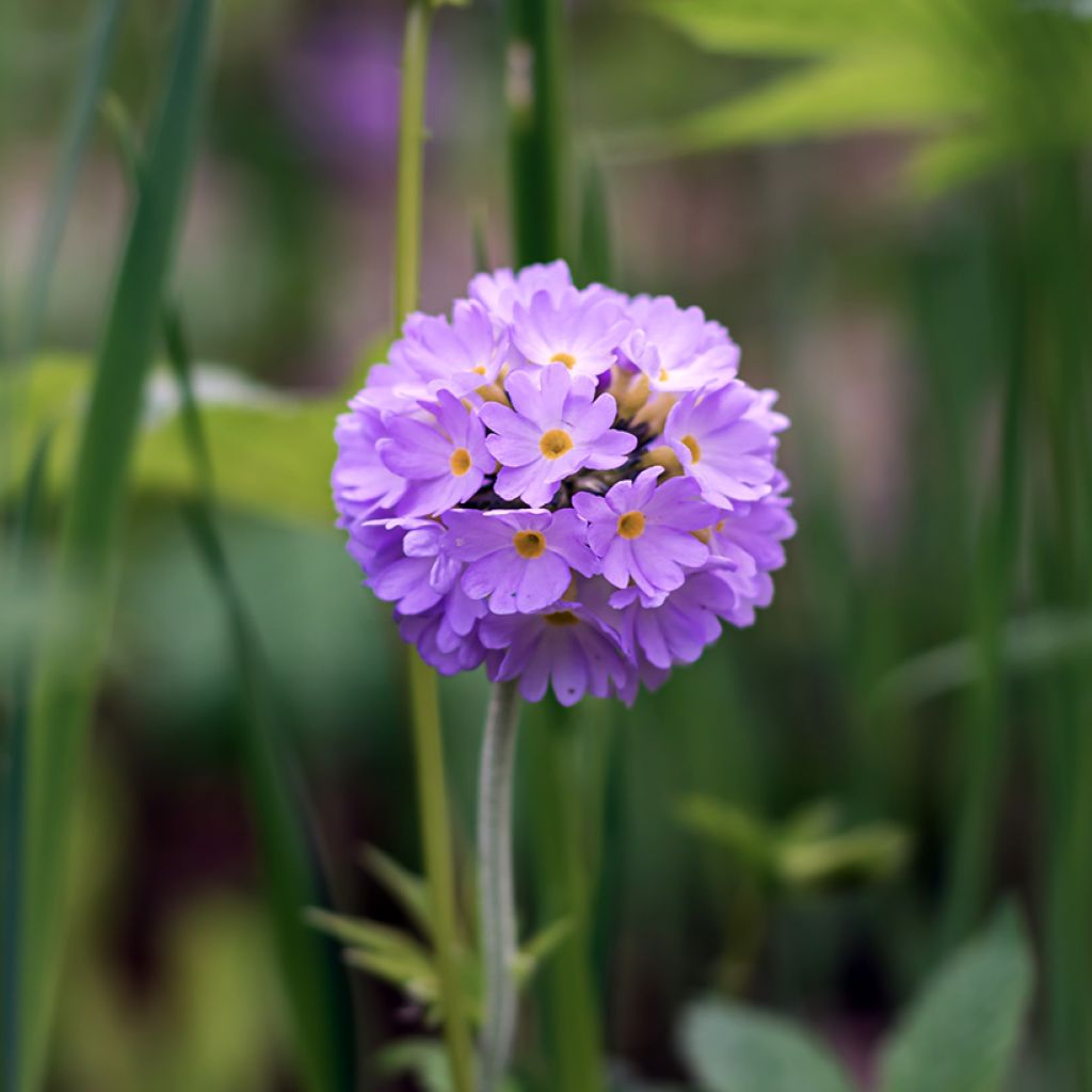 Primula denticulata Prom Lilac - Primrose