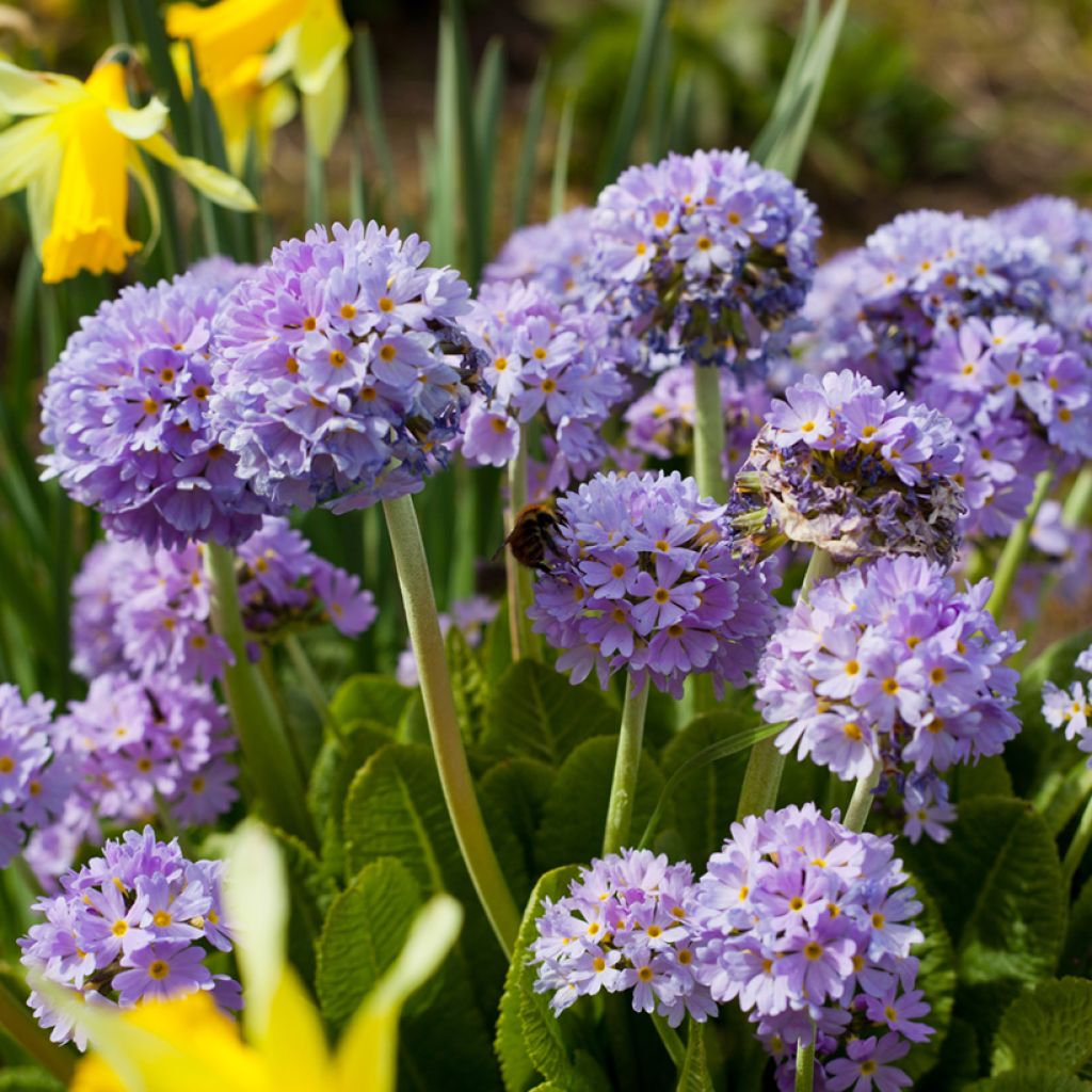 Primula denticulata Prom Lilac - Primrose