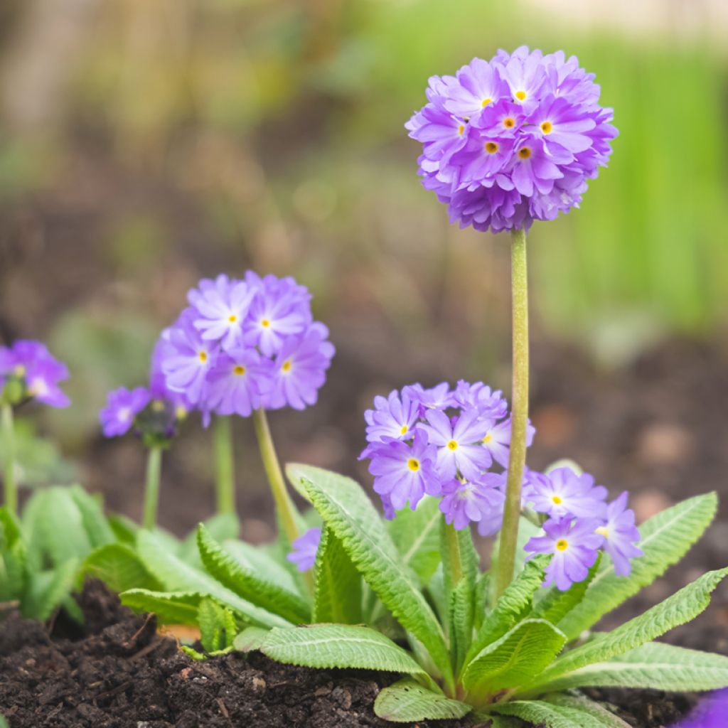 Primula denticulata Prom Lilac - Primrose