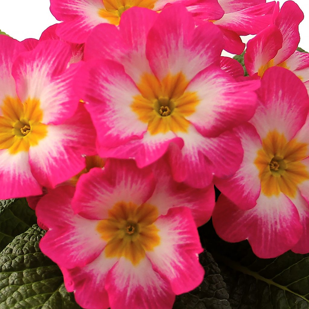Primula vulgaris Rambo F1 Pink Flame - English Primrose