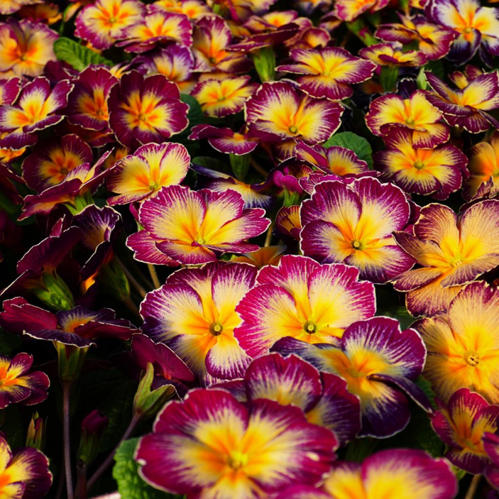 Primula vulgaris Rambo F1 Purple Flame - English Primrose