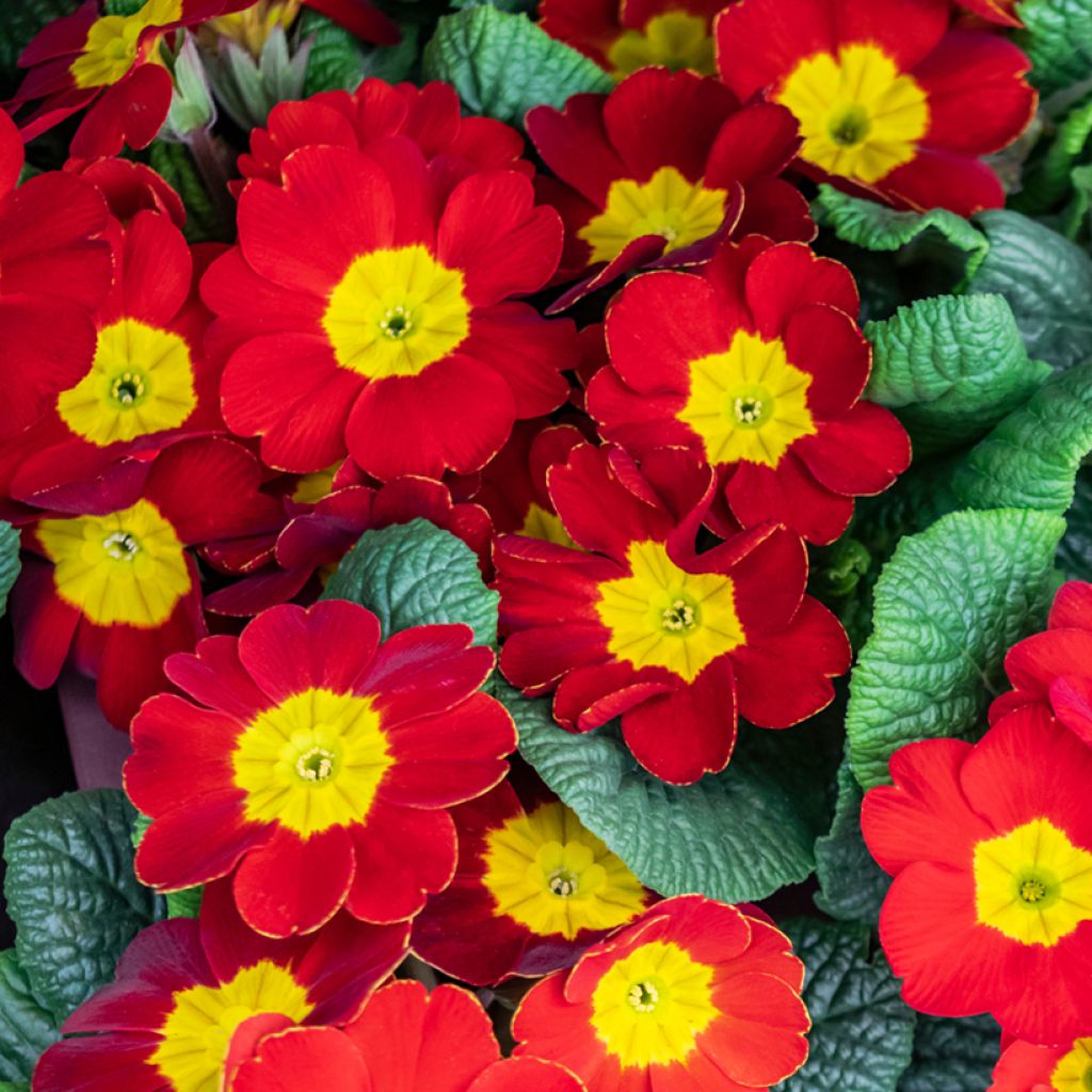 Primula vulgaris Rambo F1 Scarlet - English Primrose