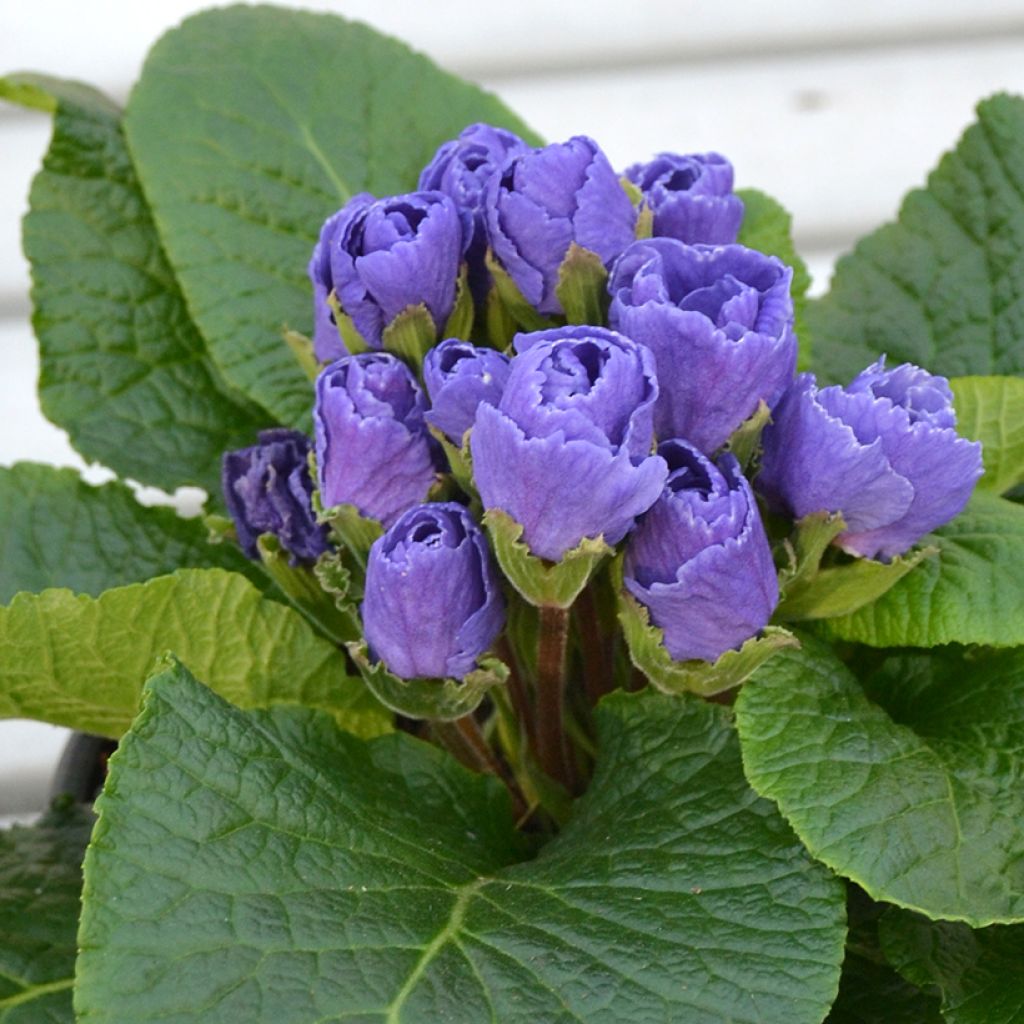 Primula vulgaris Rosebud F1 Crocus blue - English Primrose