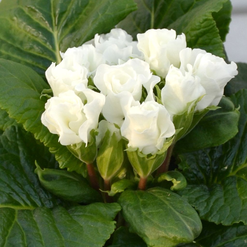 Primula vulgaris Rosebud F1 White - English Primrose