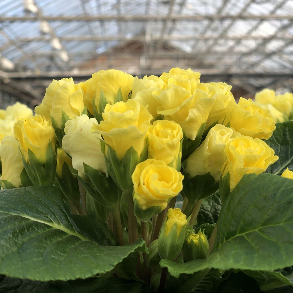 Primula vulgaris Rosebud F1 Light yellow - English Primrose