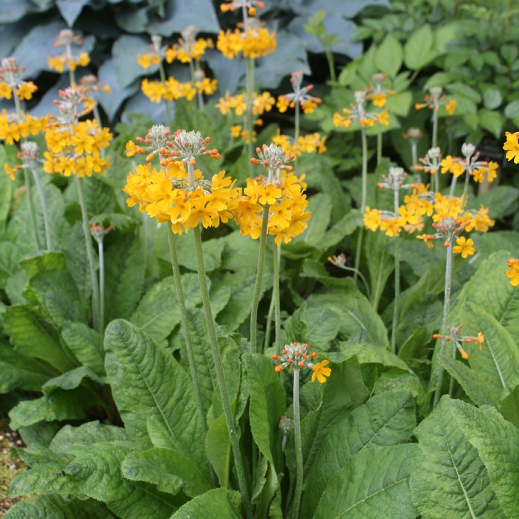 Primula bulleyana - Primrose