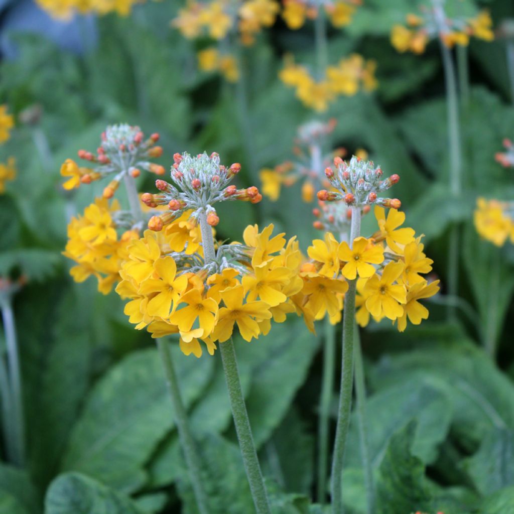 Primula bulleyana - Primrose