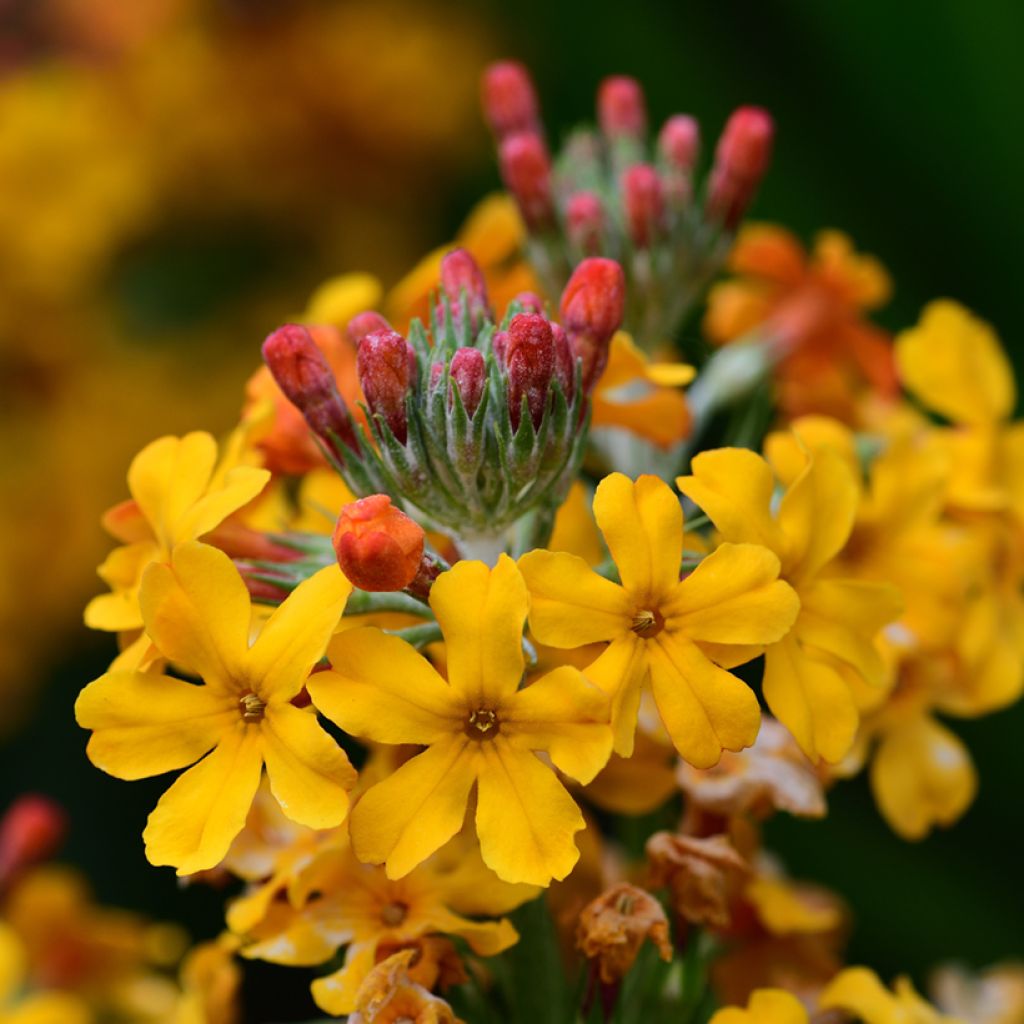 Primula bulleyana - Primrose