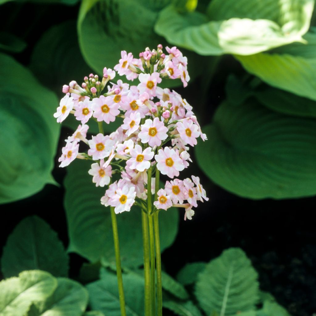 Primula japonica Alba - Japanese Primrose