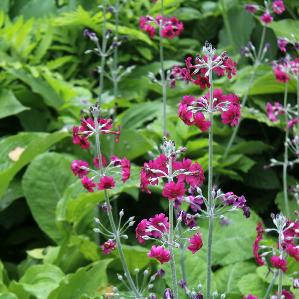 Primula pulverulenta - Mealy Primrose