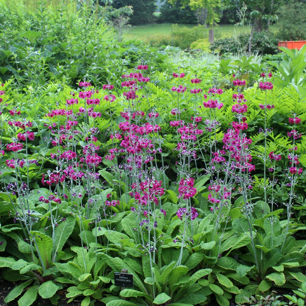 Primula pulverulenta - Mealy Primrose