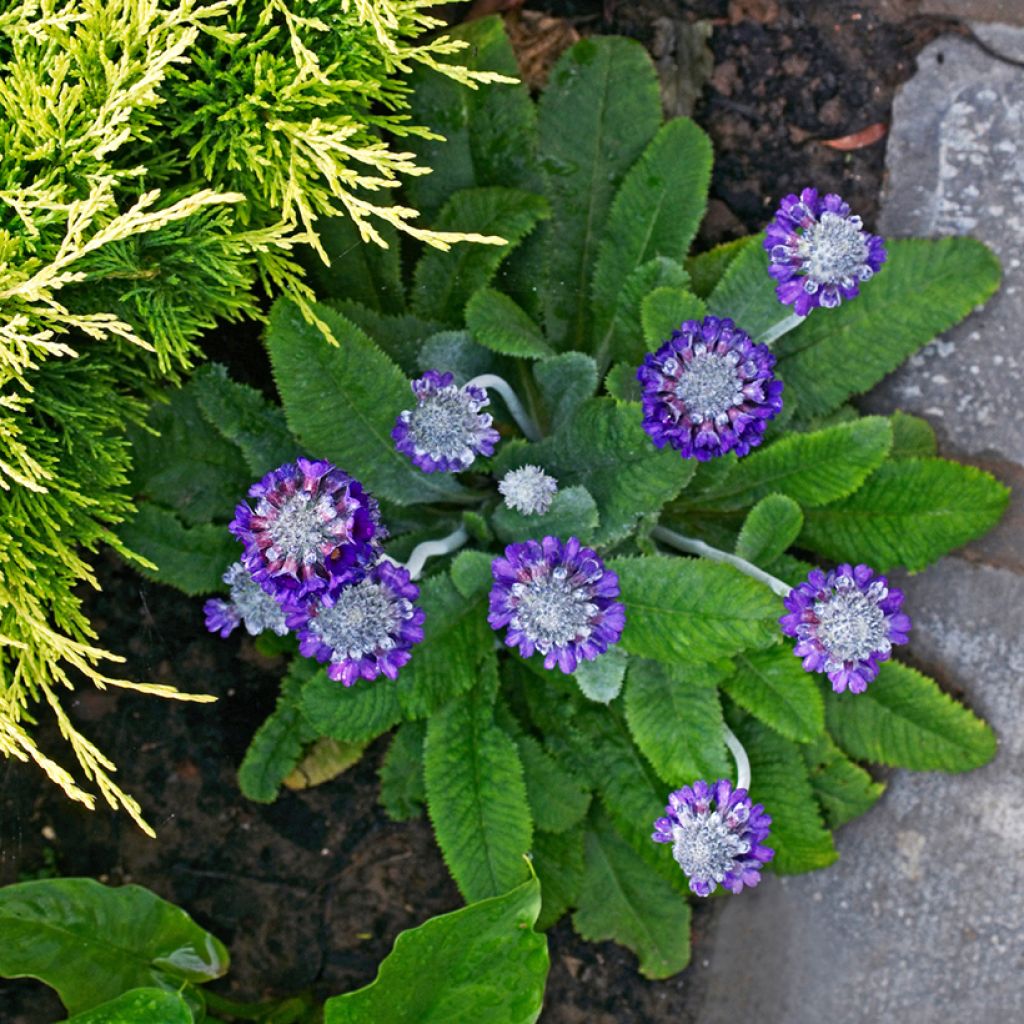 Primula capitata subsp. mooreana - Primrose