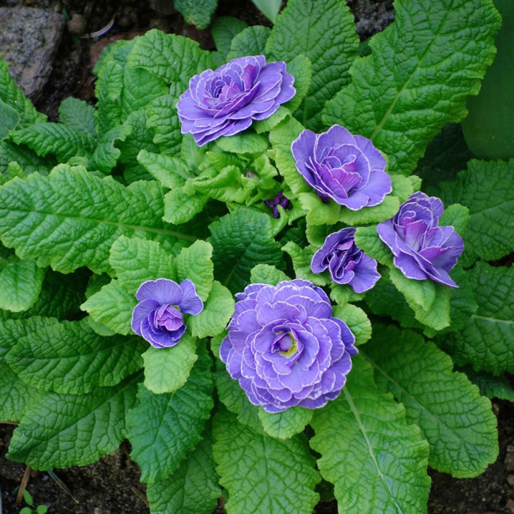 Primula vulgaris Belarina Amethyst Ice- English Primrose