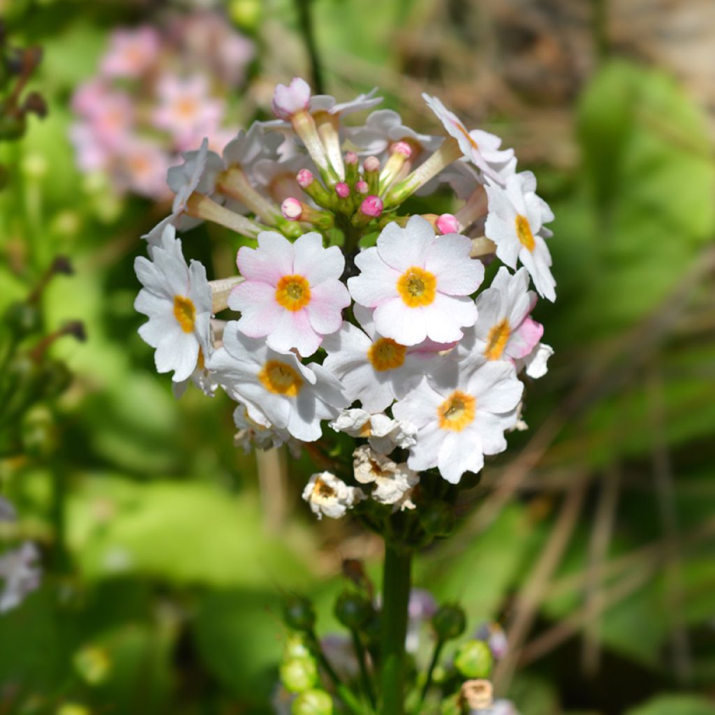 Primula japonica Apple Blossom - Japanese Primrose