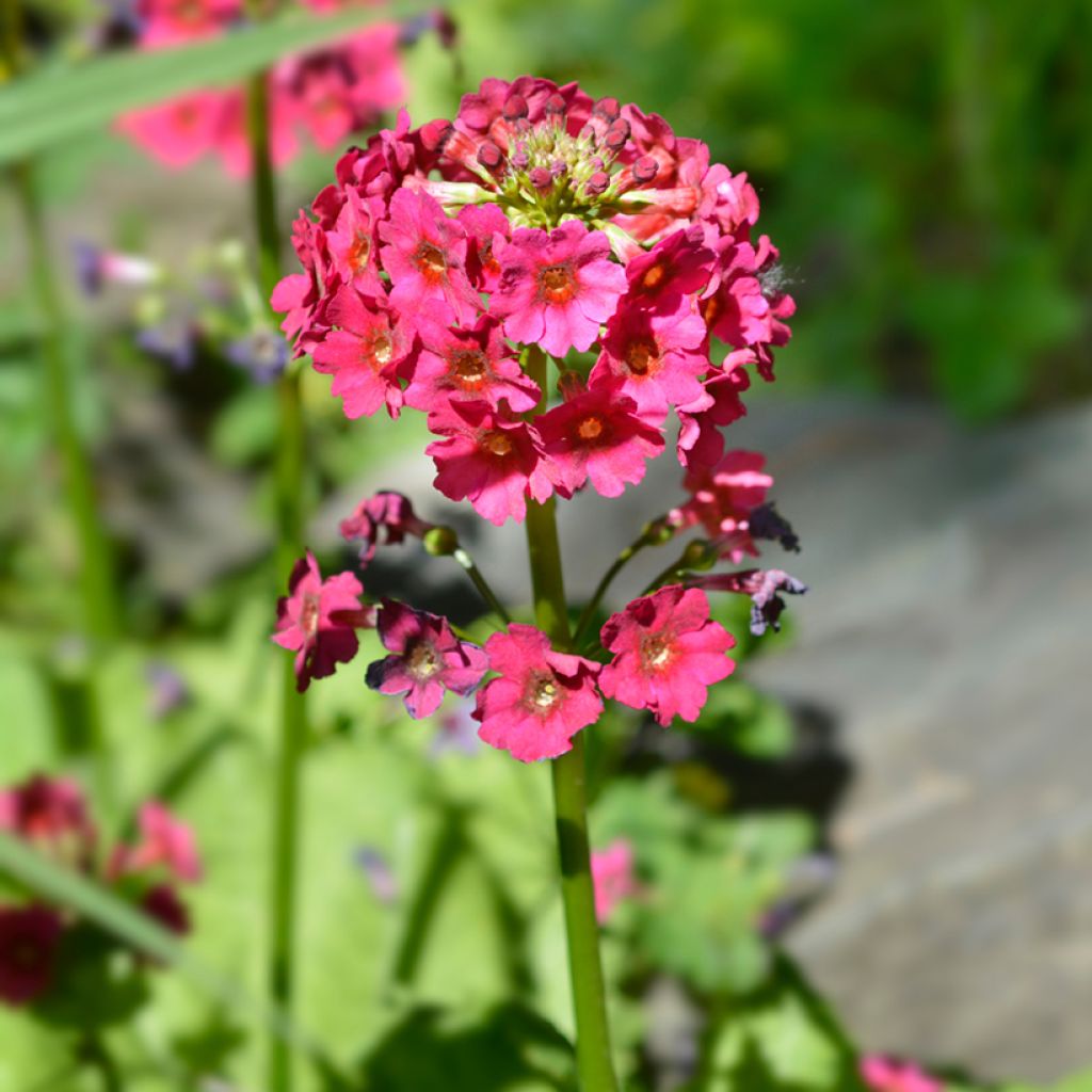 Primula japonica Millers Crimson - Japanese Primrose