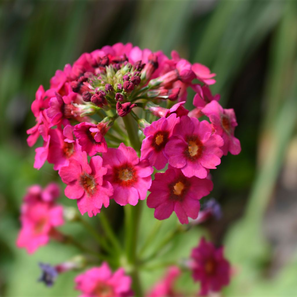 Primula japonica Millers Crimson - Japanese Primrose