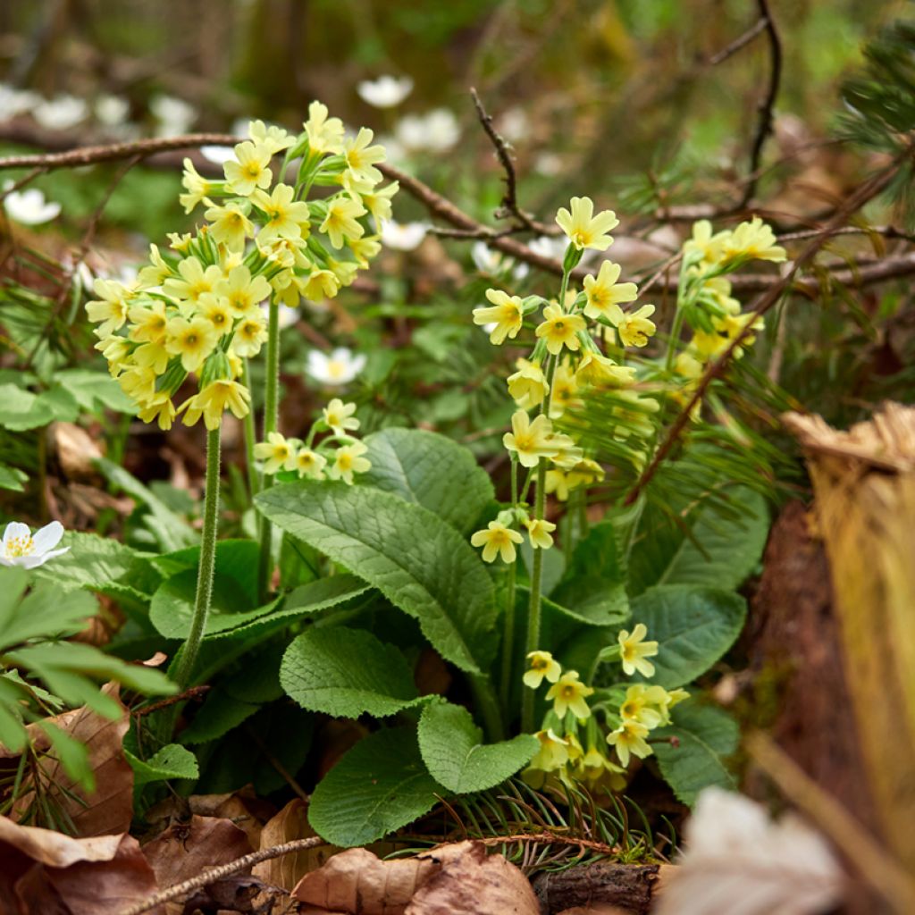 Primula elatior Double Rubens - Oxlip