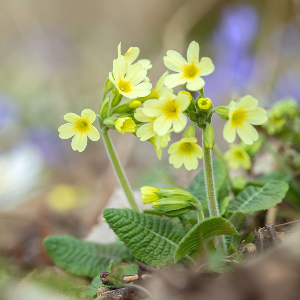 Primula elatior Double Rubens - Oxlip